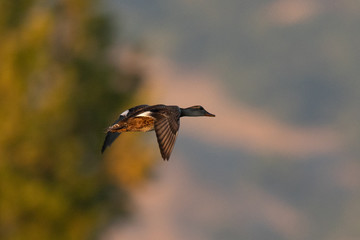 Wild duck flying in last light of the day light, seen in a North California marsh