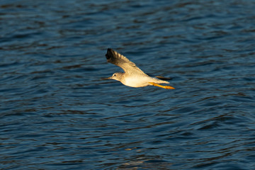 Greater yellowlegs in the wild, seen in a North California marsh
