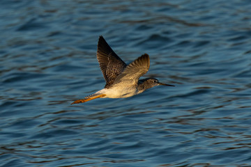 Greater yellowlegs in the wild, seen in a North California marsh