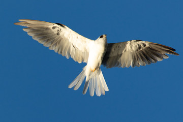 Fototapeta premium Close-up of a young white-tailed kite flying in the wild, seen in beautiful light in North California 