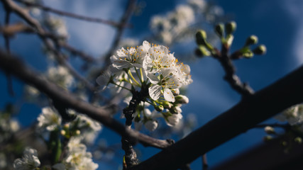 blooming cherry tree in spring