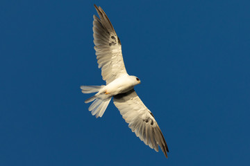 Close-up of a young white-tailed kite flying in the wild, seen in beautiful light in North California 