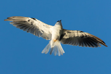 Close-up of a young white-tailed kite flying in the wild, seen in beautiful light in North California 