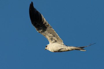 Close-up of a young white-tailed kite flying in the wild, seen in beautiful light in North California 