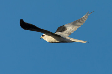 Close-up of a young white-tailed kite flying in the wild, seen in beautiful light in North California 