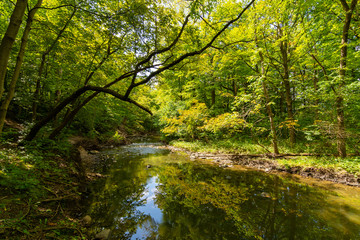 Stream through Waterfall Glen