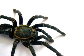 Asian species Tarantula spider  Found in Thailand, the scientific name is 