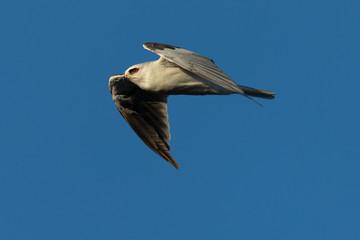 Close-up of a young white-tailed kite flying in the wild, seen in beautiful light in North California 