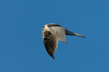 Close-up of a young white-tailed kite flying in the wild, seen in beautiful light in North California 
