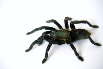 Asian species Tarantula spider  Found in Thailand, the scientific name is "Haplopelma minax Theraphosidae Haplopelma".
