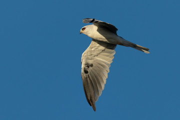 Close-up of a young white-tailed kite flying in the wild, seen in beautiful light in North California 