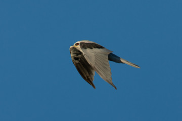 Close-up of a young white-tailed kite flying in the wild, seen in beautiful light in North...