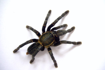 Asian species Tarantula spider  Found in Thailand, the scientific name is 