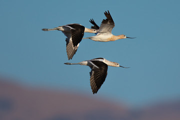 Fototapeta premium Extreme close-up of an American avocets flying together in beautiful light