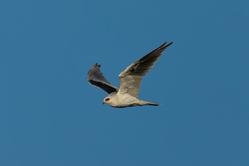 Close-up of a young white-tailed kite flying in the wild, seen in beautiful light in North California 