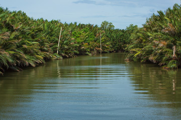Nipa palm forest that occurs along the bank of the river near the sea in Thailand and electric pole located on the side of the river.
