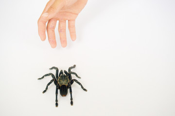 Asian species Tarantula spider  Found in Thailand, the scientific name is 