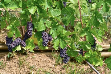 Frankreich - Elsass - Zellenberg - Weinreben