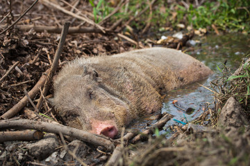 The wild boar is sleeping comfortably in the water near the town