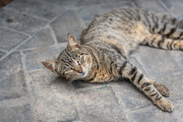 A grey cat with black stripes is lying on stone floor looking up at the camera