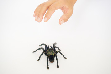 Asian species Tarantula spider  Found in Thailand, the scientific name is 