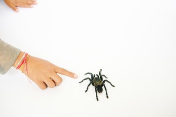 Asian species Tarantula spider  Found in Thailand, the scientific name is 