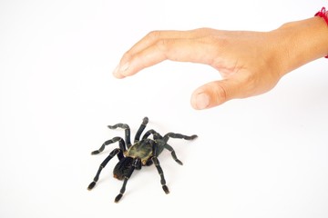 Asian species Tarantula spider  Found in Thailand, the scientific name is 