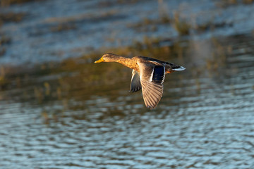 Wild duck flying in last light of the day light, seen in a North California marsh