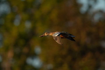 Northern Shoveler, flying in beautiful light in North California