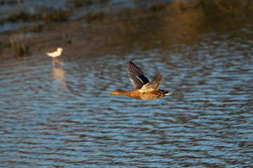 Wild duck flying in last light of the day light, seen in a North California marsh