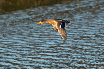 Wild duck flying in last light of the day light, seen in a North California marsh