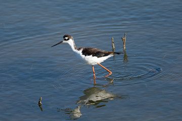 Black-necked stilt, seen in a North California marsh