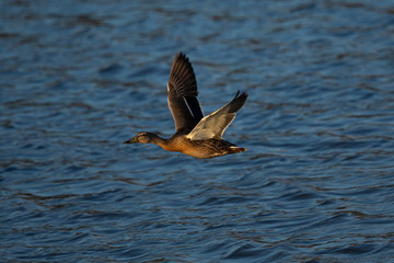 Wild duck flying in last light of the day light, seen in a North California marsh