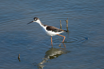 Black-necked stilt, seen in a North California marsh
