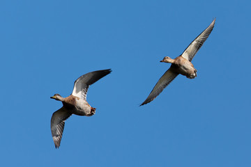 Wild ducks flying, seen in a North California marsh