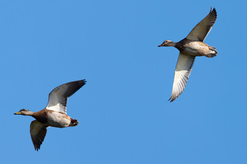 Wild ducks flying, seen in a North California marsh
