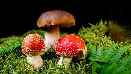 Zwei rote Fliegenpilze neben einem Steinpilz im Schwarzwald 
