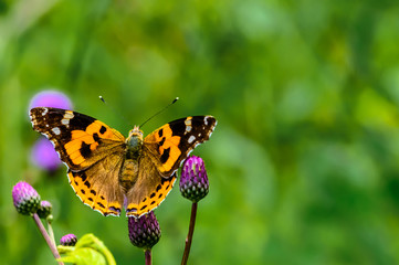 Butterflies and flowers