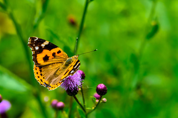 Butterflies and flowers