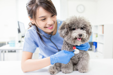 veterinarian at veterinary clinic - Powered by Adobe