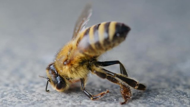 Death spasm of a honey bee, poisoned by plant treatment agricultural insecticide, bee extinction, macro close-up shot