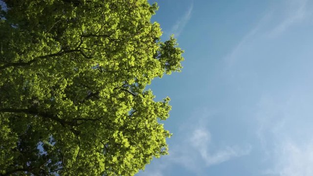 Looking up at a bright green tree canopy and clear blue sky with feint clouds