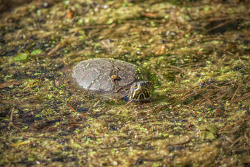 A Painted Turtle in a swamp