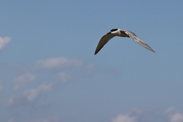 Fototapeta na wymiar Common tern (Sterna hirundo) flying on sky background.