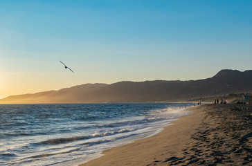 Seagull Soaring Above the Waves