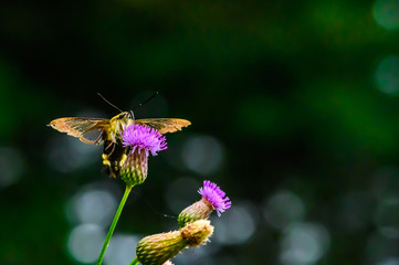 Coffee hawk moth and flowers