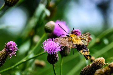 Coffee hawk moth and flowers