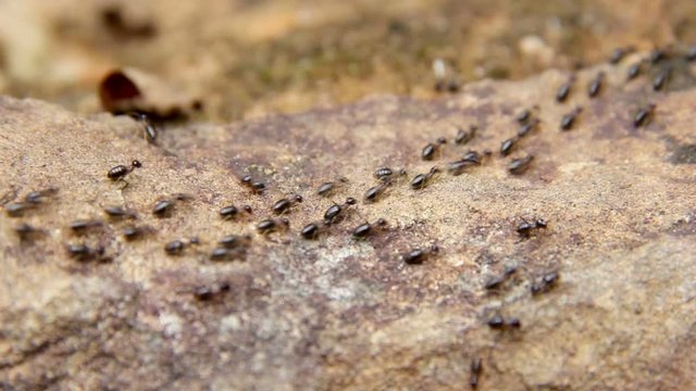 termite walking on floor