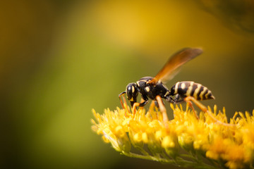 Wasp collecting nectar on the flowers.