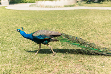 Beautiful peacock in a park 